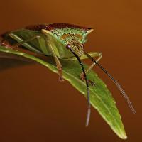 Hawthorn Shieldbug 2 